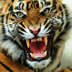 Angry Tiger icon