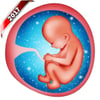 Pregnancy Baby Weekly Tracker icon