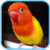 Super Bird icon