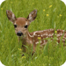 Deer Live Wallpaper Icon