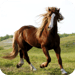 Horse Live Wallpaper Icon