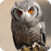 Owl Live Wallpaper Icon