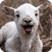 Sheep Live Wallpaper Icon