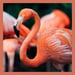 Flamingo Wallpaper Icon