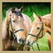 Horse Wallpaper Icon