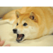 Dog clicker Icon