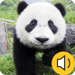 Animal Sound And Name For Kids APK